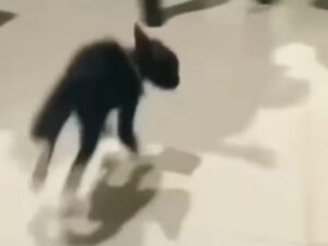 Gattino nero gioca insieme al padrone e non vuole smettere (VIDEO)