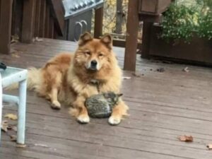 Gattino randagio trovato tra le zampe di un cagnolone che lo stava riscaldando