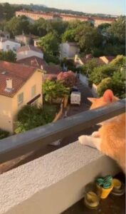 Il gattino osserva giudicante dal balcone i vicini che litigano (VIDEO)