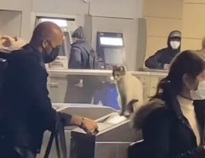 Il gatto bianco controlla che tutti abbiano il loro biglietto in metropolitana (VIDEO)