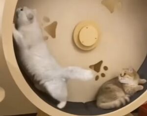 Gatto dispettoso infastidisce il fratello per usare la ruota (VIDEO)