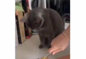 Il gatto grigio vuole aiutare la padrona a cucinare ma non ha considerato un fattore importante (VIDEO)