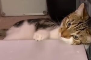 Il gatto musicista inventa un nuovo strumento utilizzando un elastico (VIDEO)