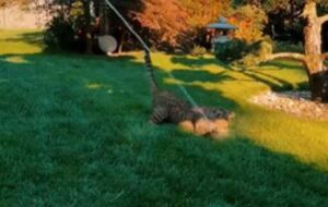 Il gattino è un amante dell’acqua e adora giocarci in giardino (VIDEO)