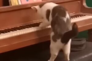 Il gatto prodigio suona il pianoforte e sorprende il suo padrone (VIDEO)