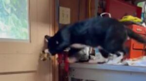 Il gattino impara ad aprire la porta, ma viene scoperto grazie ad una telecamera (VIDEO)