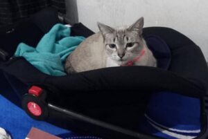 La gattina era così affezionata al seggiolino per auto del suo padroncino, che i genitori hanno dovuto comprargliene uno nuovo