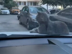 Gatto non vuole scendere dal cofano dell’auto: la storia