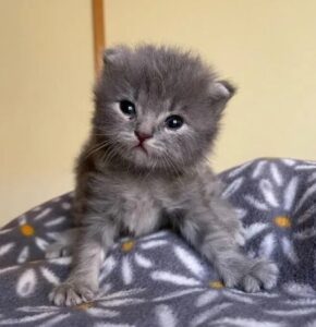 Lavender, la gattina trovata tutta sola in giardino