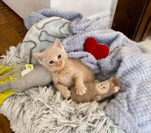 Loom, il gattino trovato in una casa abbandonata non vuole lasciare il suo peluche