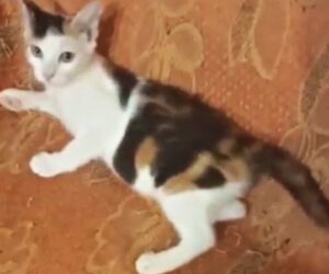 Matilde, la gattina di 3 mesi a cui hanno rotto il femore cerca una casa