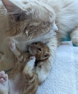 Quinn, il gatto che è diventato un papà bravissimo