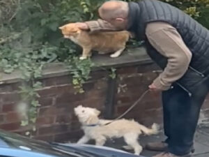 Uomo si ferma per strada e presenta il suo cucciolo ad un gatto