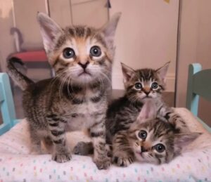 Whisper, Lacey e Rusty, i gattini salvati da una donna