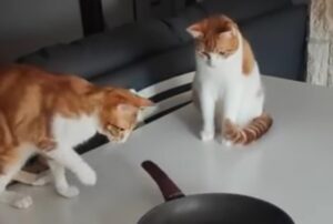 I due gatti sono quasi ipnotizzati da una semplicissima padella (VIDEO)