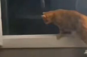 Il gatto arancione recita come un vero attore fingendosi disinteressato (VIDEO)