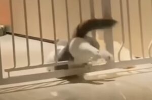 Il gatto bicolore rimane buffamente incastrato tra le sbarre del cancelletto (VIDEO)