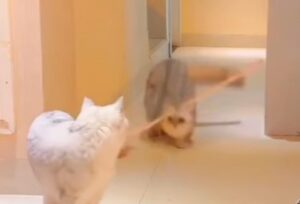 Il gatto furbo interrompe l’inseguimento con una mossa astuta (VIDEO)