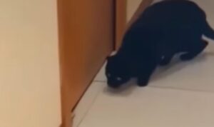 Il gatto nero ed il furbo topolino protagonisti di una scena alla Tom e Jerry