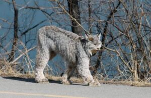 La donna pensa di vedere un gatto fuori dalla finestra, ma si trova faccia a faccia con una lince