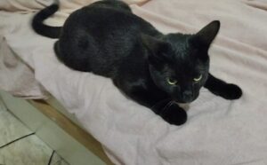 Roma, fugge nella notte il gatto Mirò, la proprietaria è fortemente preoccupata e chiede aiuto