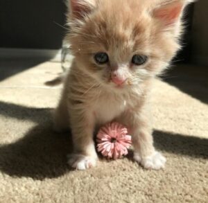 Monkey, il gattino che ha trovato la felicità