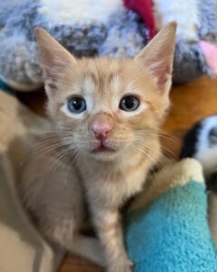 Oboe, il gattino trovato per strada quando aveva solo 10 giorni di vita