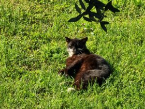 Zorro, il gatto salvato dall’Oipa è finalmente libero