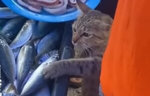 Il furbo gatto ruba un pesce da un bancone al mercato, proprio sotto gli occhi di tutti (VIDEO)