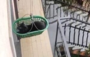 Il gatto nero ha un personale ascensore per raggiungere i piani alti della casa (VIDEO)