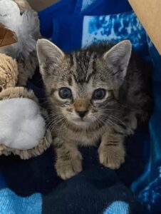 Gattino rischia la vita dopo essere finito nel fiume