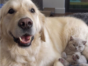 Donna adotta un gattino come supporto emotivo per il suo Golden Retriever