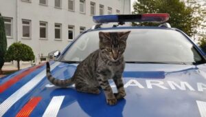 Gümüs, il gattino salvato e adottato dalla Polizia