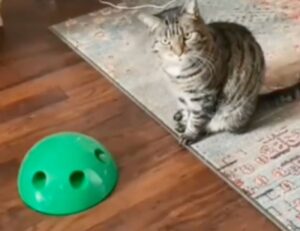 Il gatto tigrato guarda giudicate la padrona dopo il pessimo regalo (VIDEO)