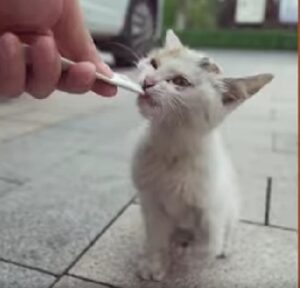 L’uomo adotta un gattino zoppicante durante un viaggio