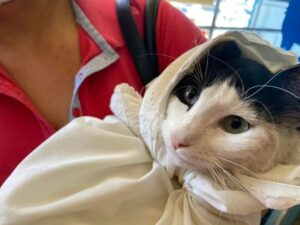 Portano il gatto dal veterinaro avvolgendolo in un manto bianco: sembra quasi che lo stiano battezzando