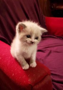 Questo adorabile gattino che sorride ha conquistato il cuore di tutto il mondo