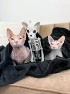 Roswell, il gatto che si è innamorato di una decorazione di Halloween