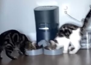 I due gatti non aspettano un secondo appena sentono che la cena è pronta (VIDEO)