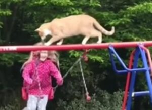 Il gatto arancione non mantiene l’equilibrio e finisce per travolgere la bambina sull’altalena (VIDEO)