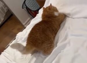 Il simpatico gatto arancione gioca con il lenzuolo mentre i padroni cercano di piegarlo (VIDEO)