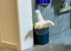 Il simpatico gatto bianco prende la rincorsa e finisce dritto con la testa nel cestino (VIDEO)