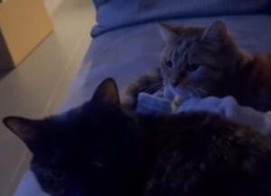 Il gatto disattento accusa il fratello di uno scherzo che in realtà ha fatto il suo padrone (VIDEO)