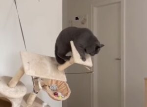 Il gatto grigio si trova in bilico sul tiragraffi e la scena sembra tratta da un film (VIDEO)