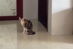 Il gatto lamentoso continua a miagolare disperato come se gli fosse successo qualcosa di grave (VIDEO)