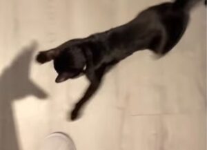 Il gatto nero si trova ad inseguire un’ombra scura fino a che il suo fratellone lo riporta alla realtà (VIDEO)