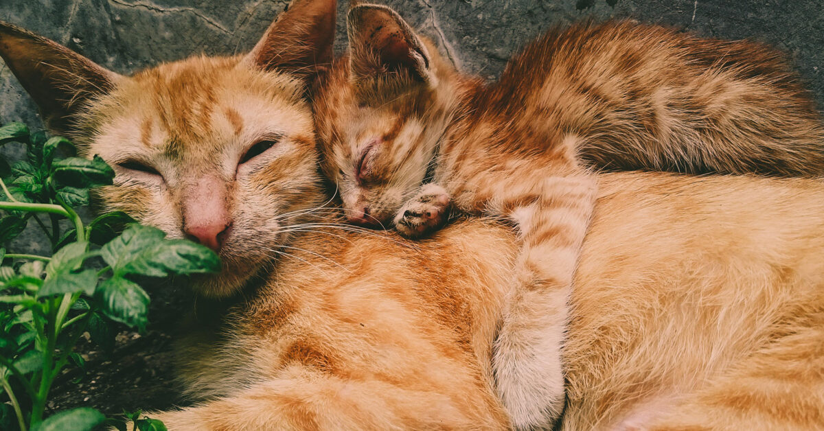 Mamma gatta e cuccioli convivenza quanto può durare