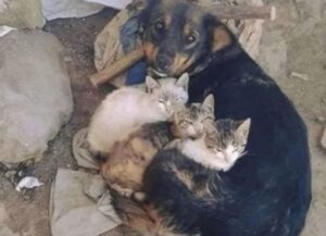 Questi tre gattini erano stati lasciati nella spazzatura, ma la dolce cagnolina li ha salvati