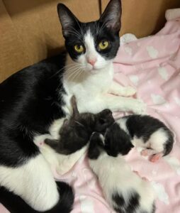 Cherry, la mamma gatta che ha trovato la felicità