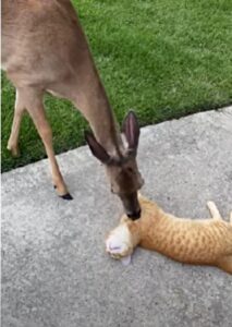 Il gatto si gode ogni istante dei preziosissimi baci che il suo amico cervo gli regala